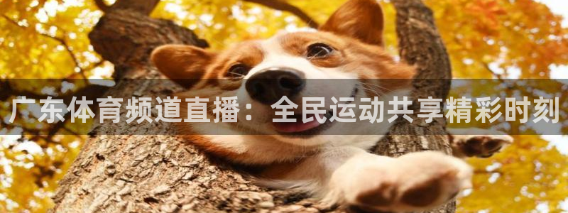 nba直播在线观看88看球：广东体育频道直播：全民运动共享精彩时刻