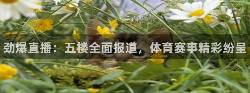 88看球直播在线观看：劲爆直播：五楼全面报道，体育赛事精彩纷呈